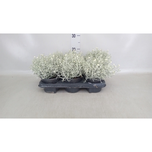 Leucophyta     [Calocephalus]