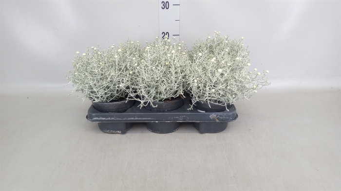 <h4>Leucophyta     [Calocephalus]</h4>