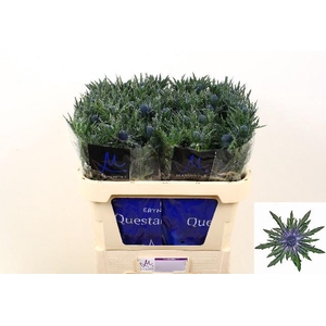 Eryngium orion