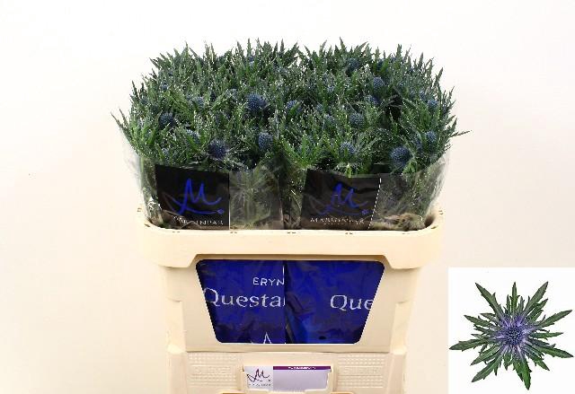 <h4>Eryngium orion</h4>