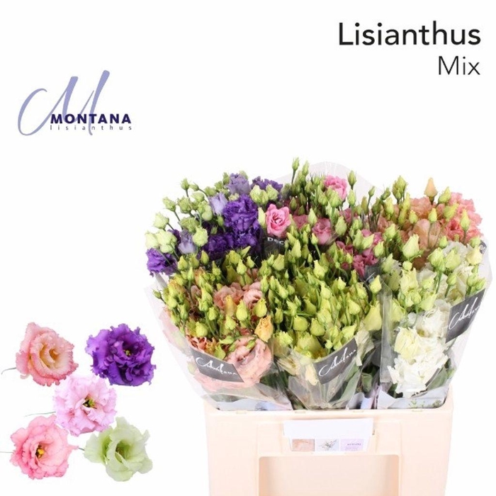 <h4>Lisianthus do mix in bucket</h4>