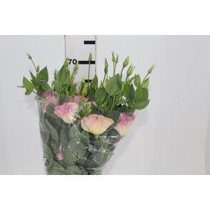 LISIANTHUS POT ARENA III CHAMPAGNE 060 CM MIN 500 GRAMAS