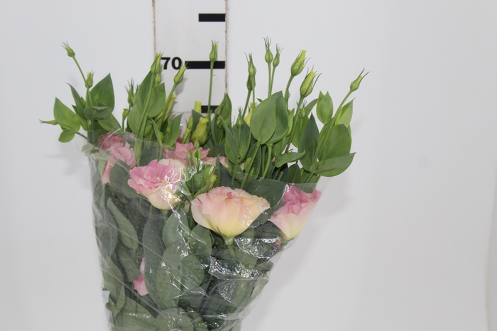 <h4>LISIANTHUS POT ARENA III CHAMPAGNE 060 CM MIN 500 GRAMAS</h4>