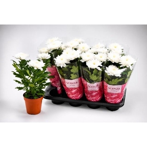 CHRYS SUPNOVA WHITE