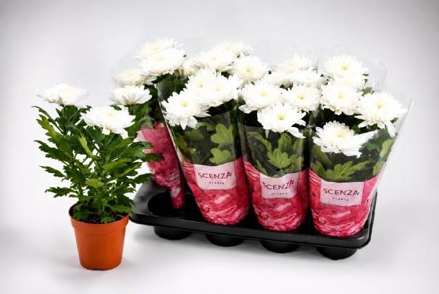 <h4>CHRYS SUPNOVA WHITE</h4>