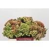 Kaaps Groen Red Brunia Medium