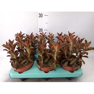 Kalanchoe NF tomentosa