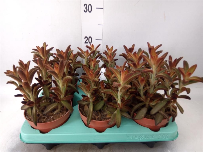 <h4>Kalanchoe NF tomentosa</h4>