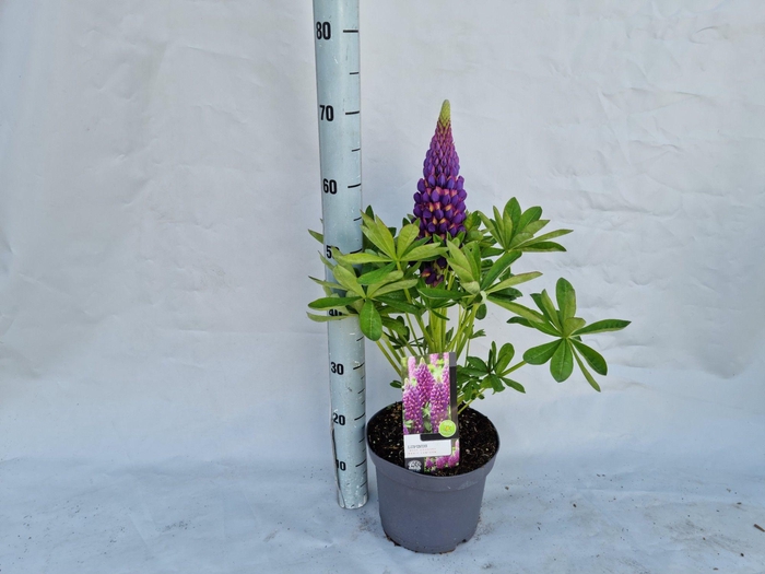 Lupinus 'West Country' Tequila Flame - 23 cm