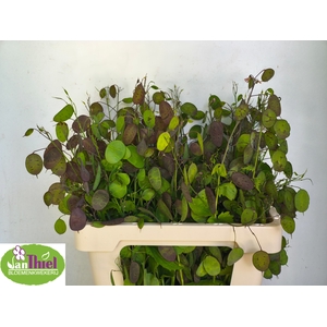 LUNARIA ANN PAARSE P