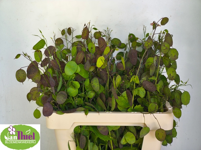 <h4>LUNARIA ANN PAARSE P</h4>