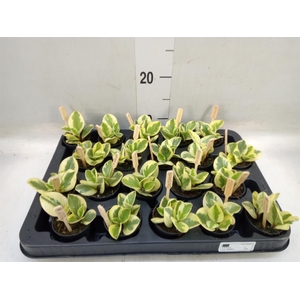 Peperomia obt. 'Obtipan Bicolor'