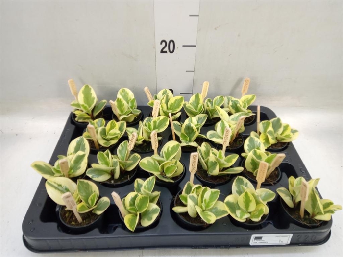<h4>Peperomia obt. 'Obtipan Bicolor'</h4>
