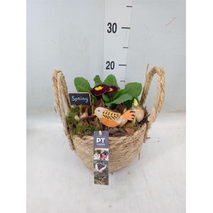 Arr.   Tuinplanten L%