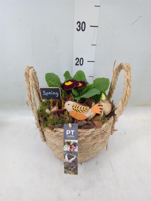 <h4>Arr.   Tuinplanten L%</h4>