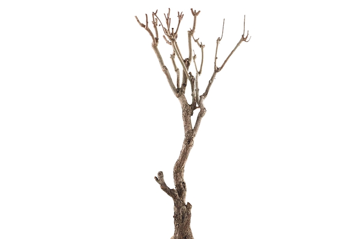 <h4>Syringa Branch Extra Binchois</h4>