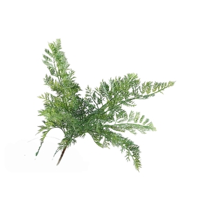 Asparagus Bush Green
