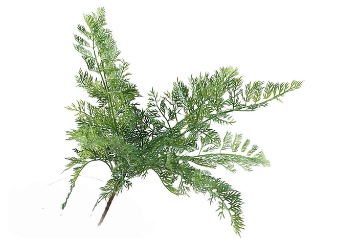 <h4>Asparagus Bush Green</h4>