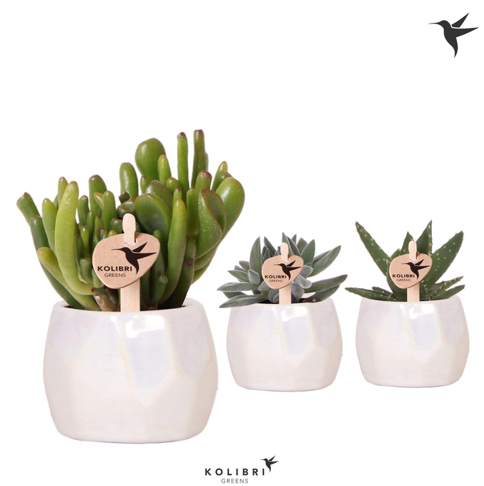 <h4>Kolibri Greens Succulenten mix in Pearl pot travertine</h4>