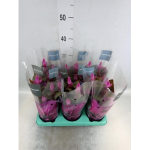 Celosia spic. 'Merida Pink'