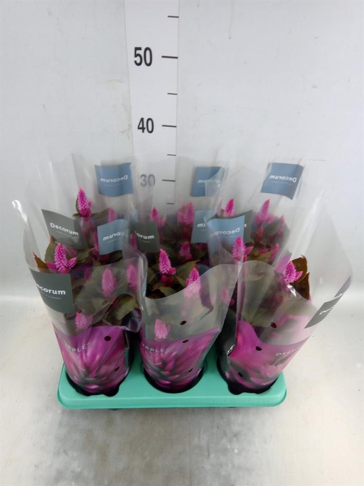 <h4>Celosia spic. 'Merida Pink'</h4>