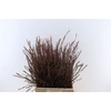 Myrica Gagel 45 Cm P/tk