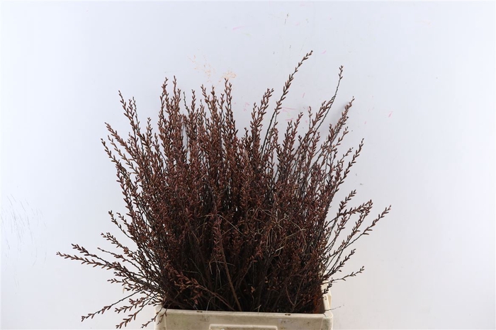 <h4>Myrica Gale (gagel) P Stem</h4>