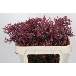 Anigozanthos Pink Joey