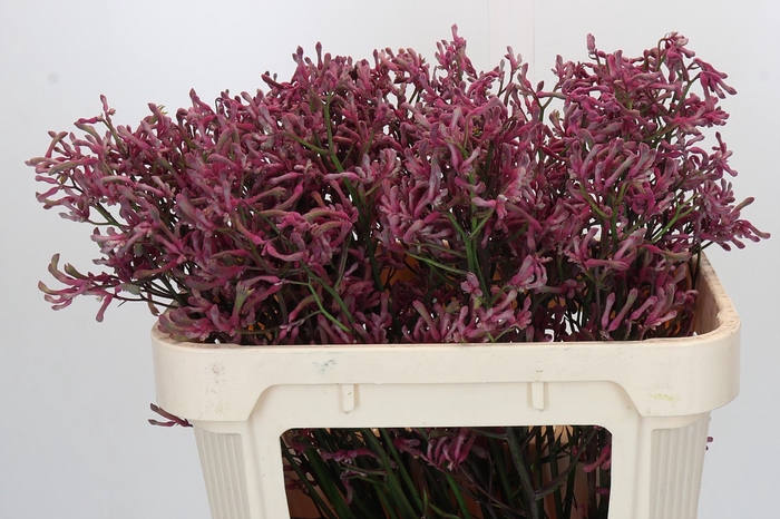 Anigozanthos Pink Joey