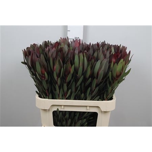 Leucad Saf Sunset 080cm