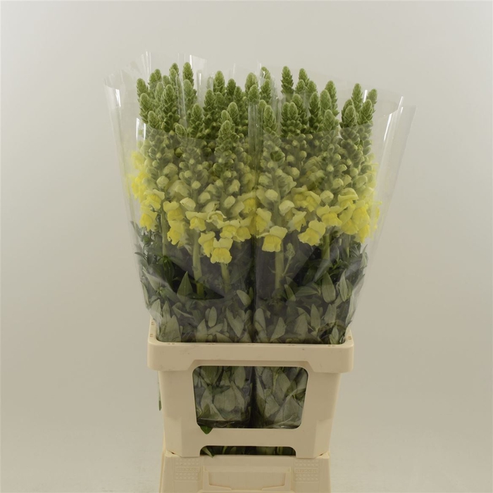 <h4>Antirrhinum Potomac Yellow</h4>