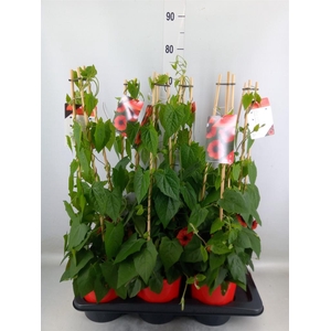 Thunbergia   ...mix 3