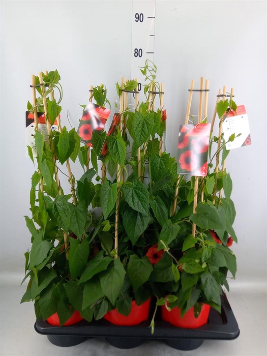 <h4>Thunbergia   ...mix 3</h4>