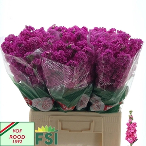 MATTH IRON DEEP PINK