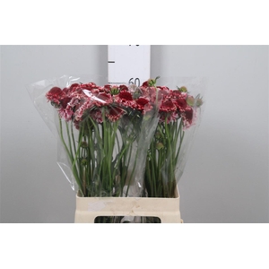 Scab At Sw Cherry Scoop