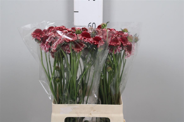 <h4>Scab At Sw Cherry Scoop</h4>