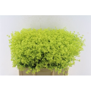 Alchemilla M Robustica