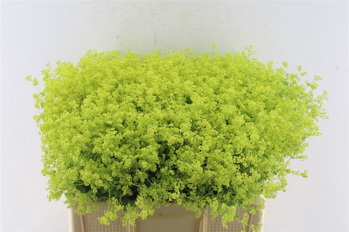<h4>Alchemilla M Robustica</h4>