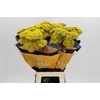Achillea Golden Painted Prairi