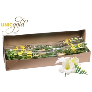 UG Barendse - Alba River 5x20 box