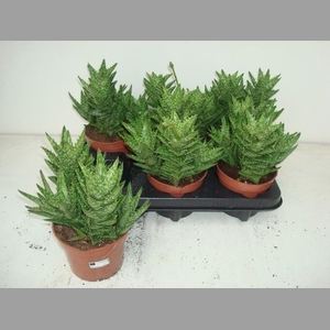 ALOE SQUARROSA