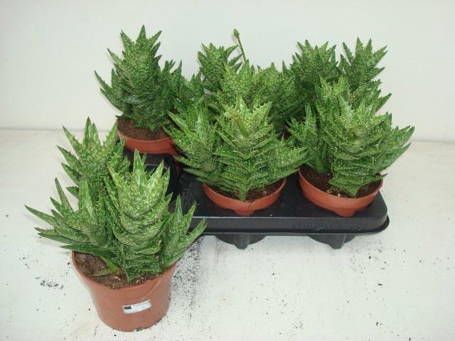 <h4>ALOE SQUARROSA</h4>