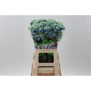 Di St Tinted Purple Fresh