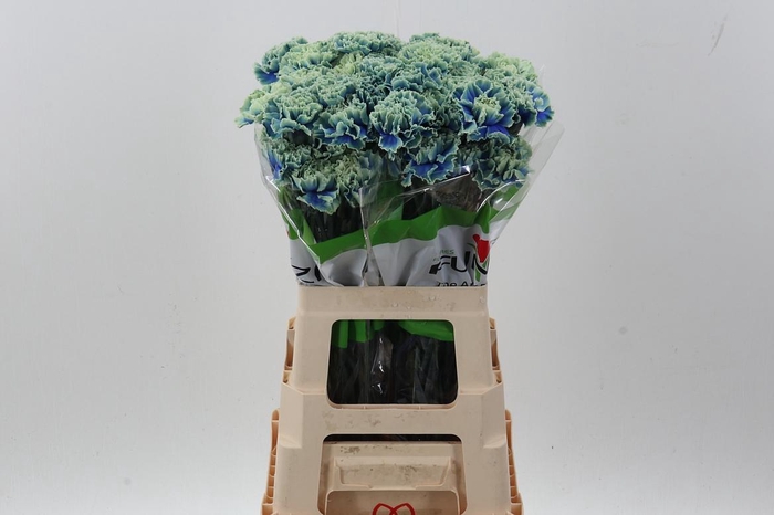 <h4>Di St Tinted Purple Fresh</h4>