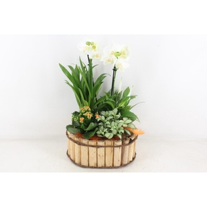 arr3 DT - Hout ovaal bruin L 344/2