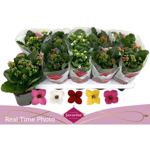 KALANCHOE MIX FAVORITA