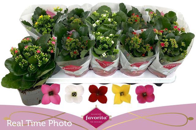 <h4>KALANCHOE MIX FAVORITA</h4>