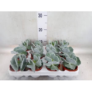 Cotyledon  'Coral'