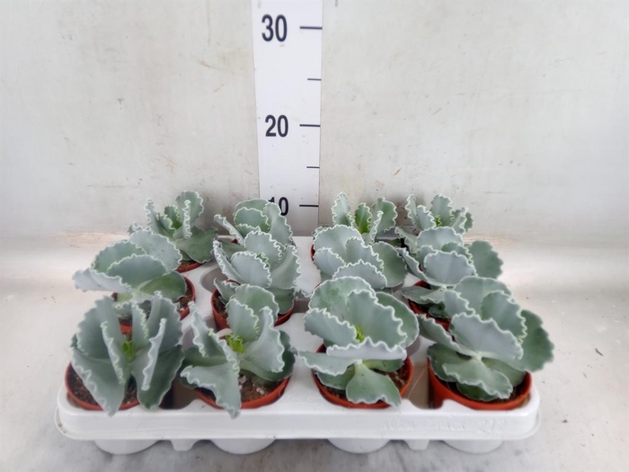 <h4>Cotyledon  'Coral'</h4>