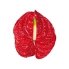 ANTHURIUM TROPICAL 6/7.5 025 CM DIAM MIN 6 CM VERMELHO